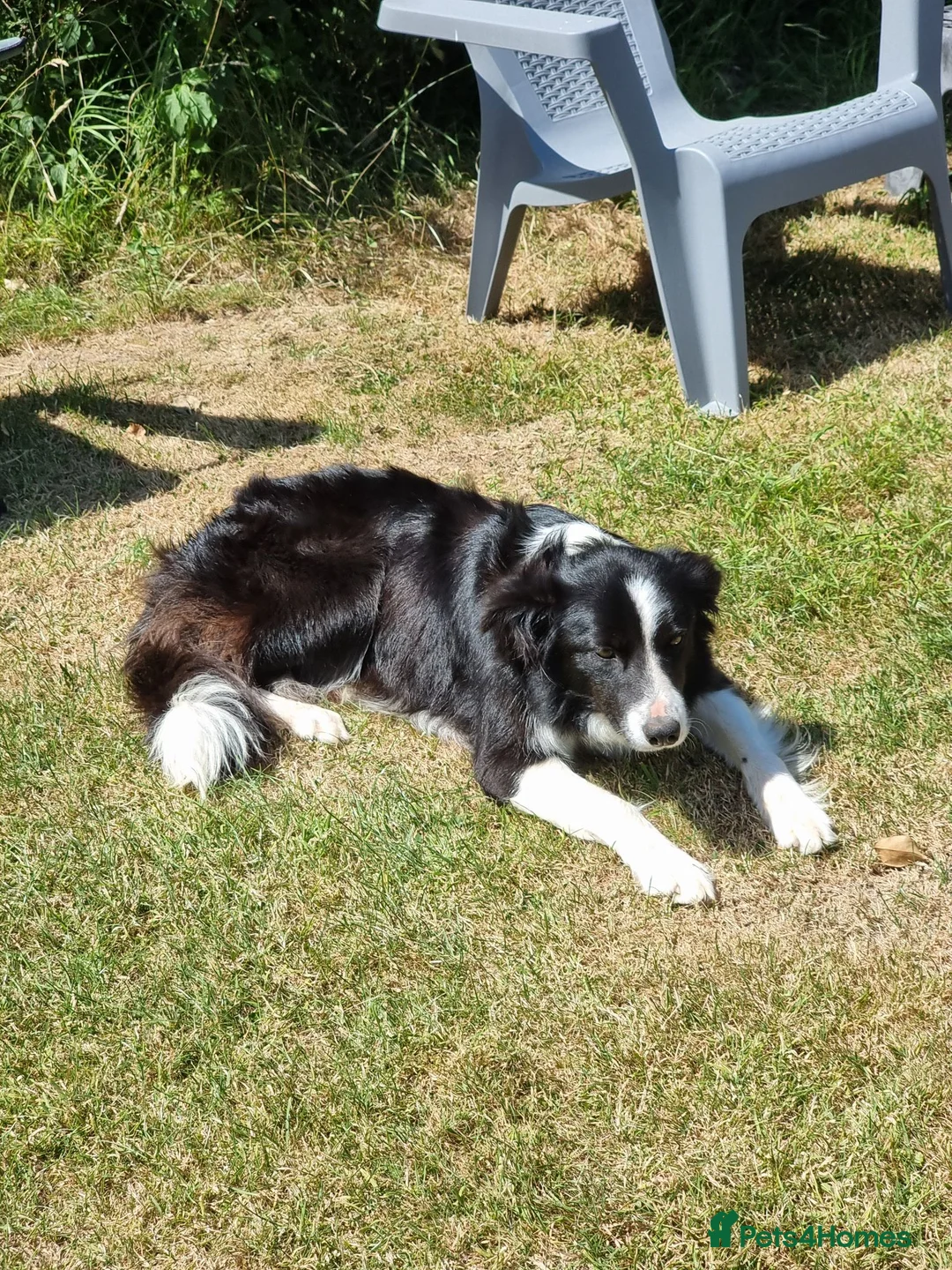 Border Collie dogs for sale: Border collie for sale - Advert 8