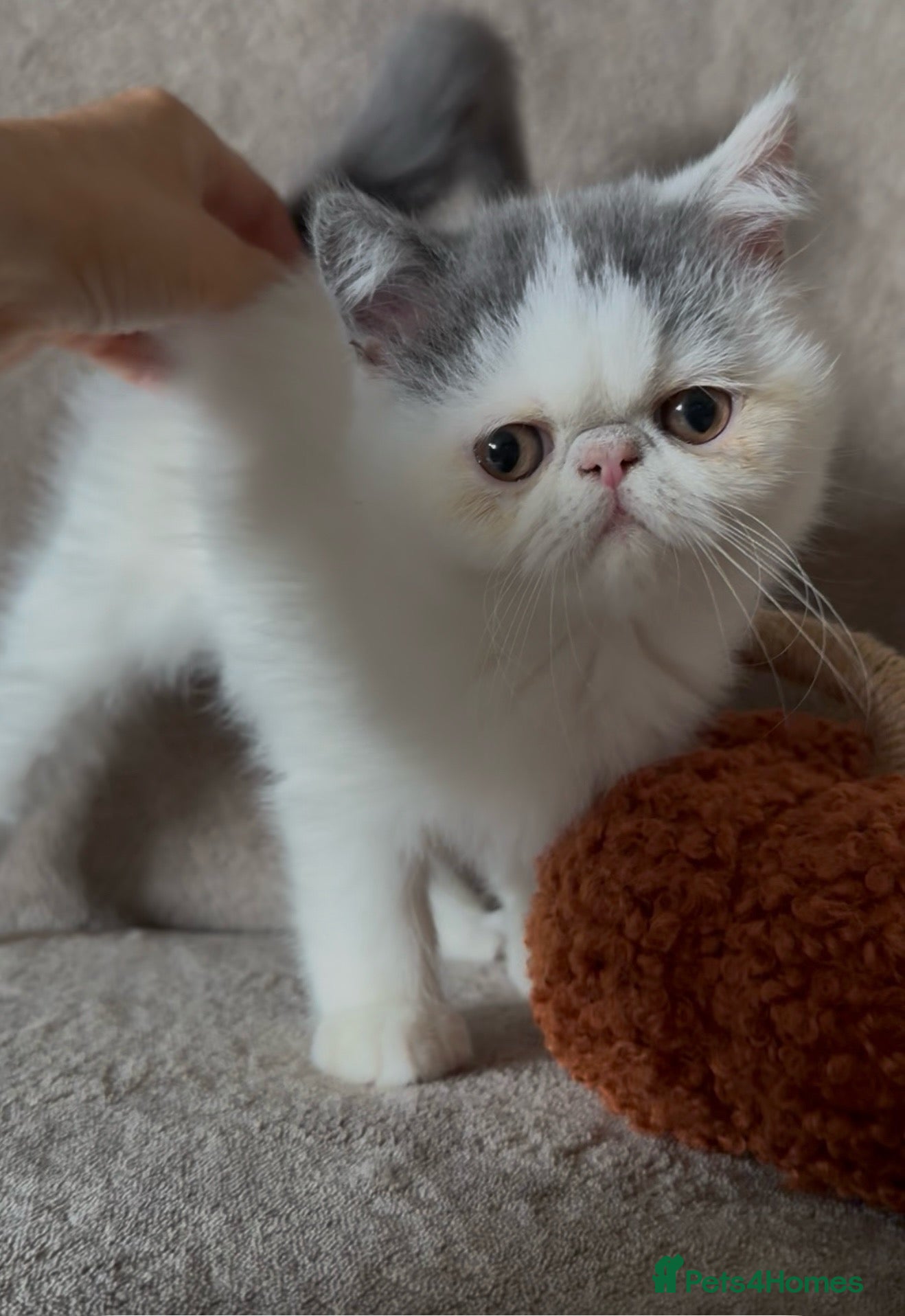 Exotic cats Ready to leave! 4 exotic shorthair boys  - Advert 2