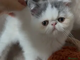 Exotic cats Ready to leave! 3 exotic shorthair boys left - Advert 2