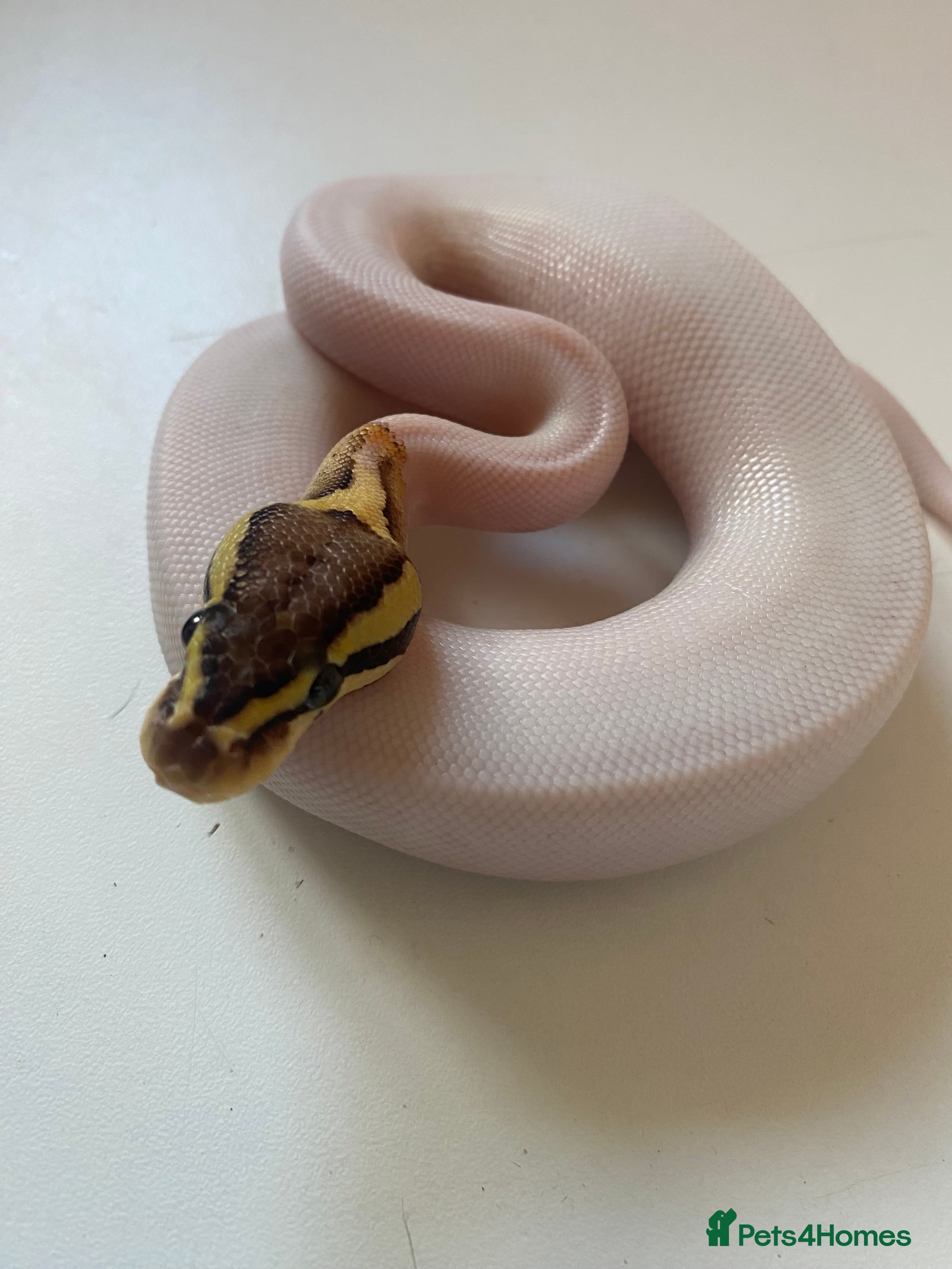 Python Snake reptiles Male fire Gene X pied royal python cb25  - Advert 1