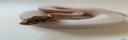 Python Snake reptiles for sale: Male fire Gene X pied royal python cb25  in Taunton - Advert 1
