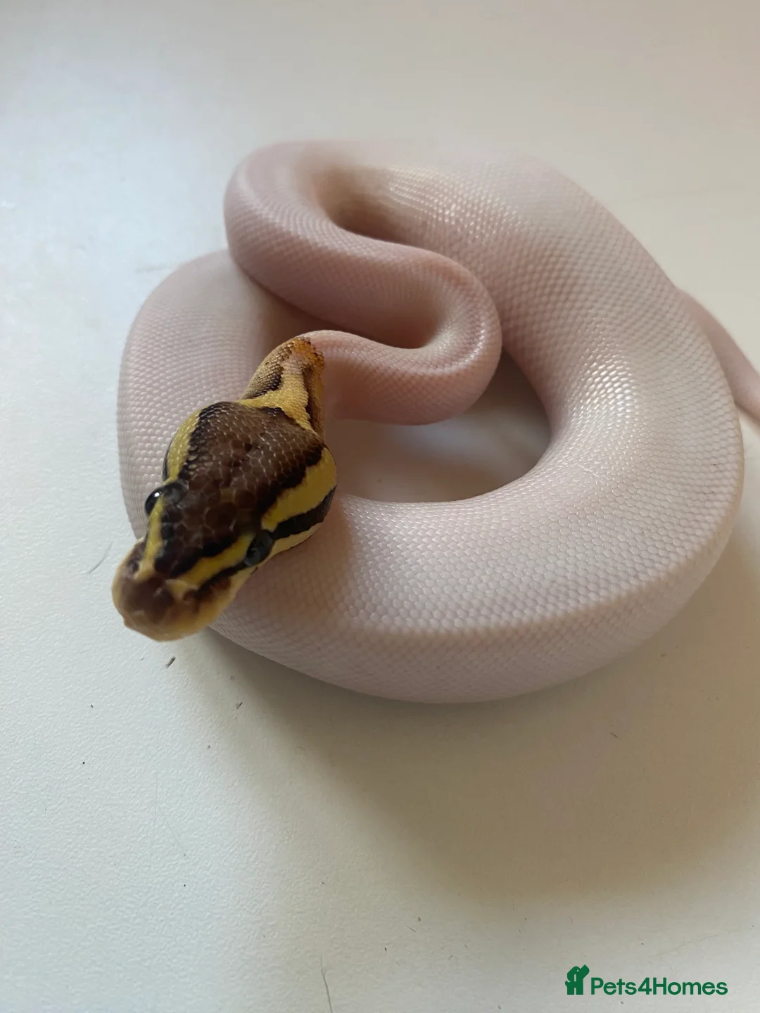 Python Snake reptiles for sale: Male fire Gene X pied royal python cb25  in Taunton - Advert 1
