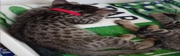 Bengal cats for sale: HomeRaised Bengal x Blue British Shorthair Kittens - Advert 33