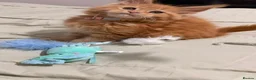 Maine Coon cats for sale: Red Mainecoon  - Advert 3