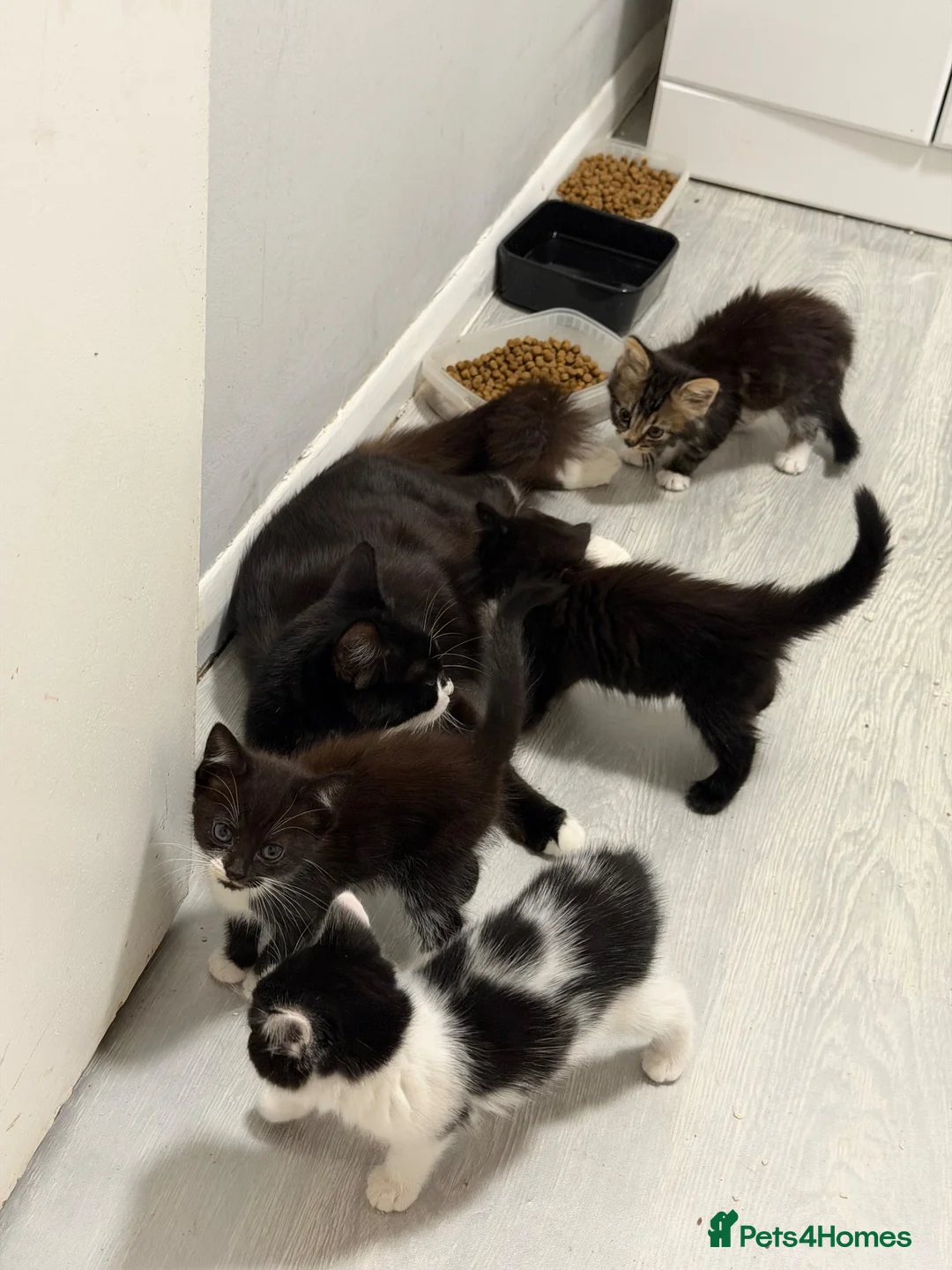 Mixed Breed cats for sale: Kittens available now  - Advert 10