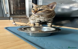 Bengal cats for sale: Beautiful Male TICA registered Bengal Kitten - Image 15