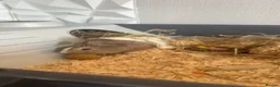 Guinea Pig rodents for sale: 2 beautiful male guinea pigs for sale  - Advert 8
