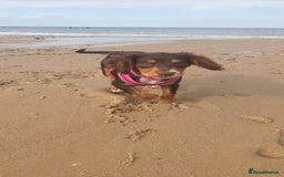 Cocker Spaniel dogs for sale: Two adult spaniels - Image 12