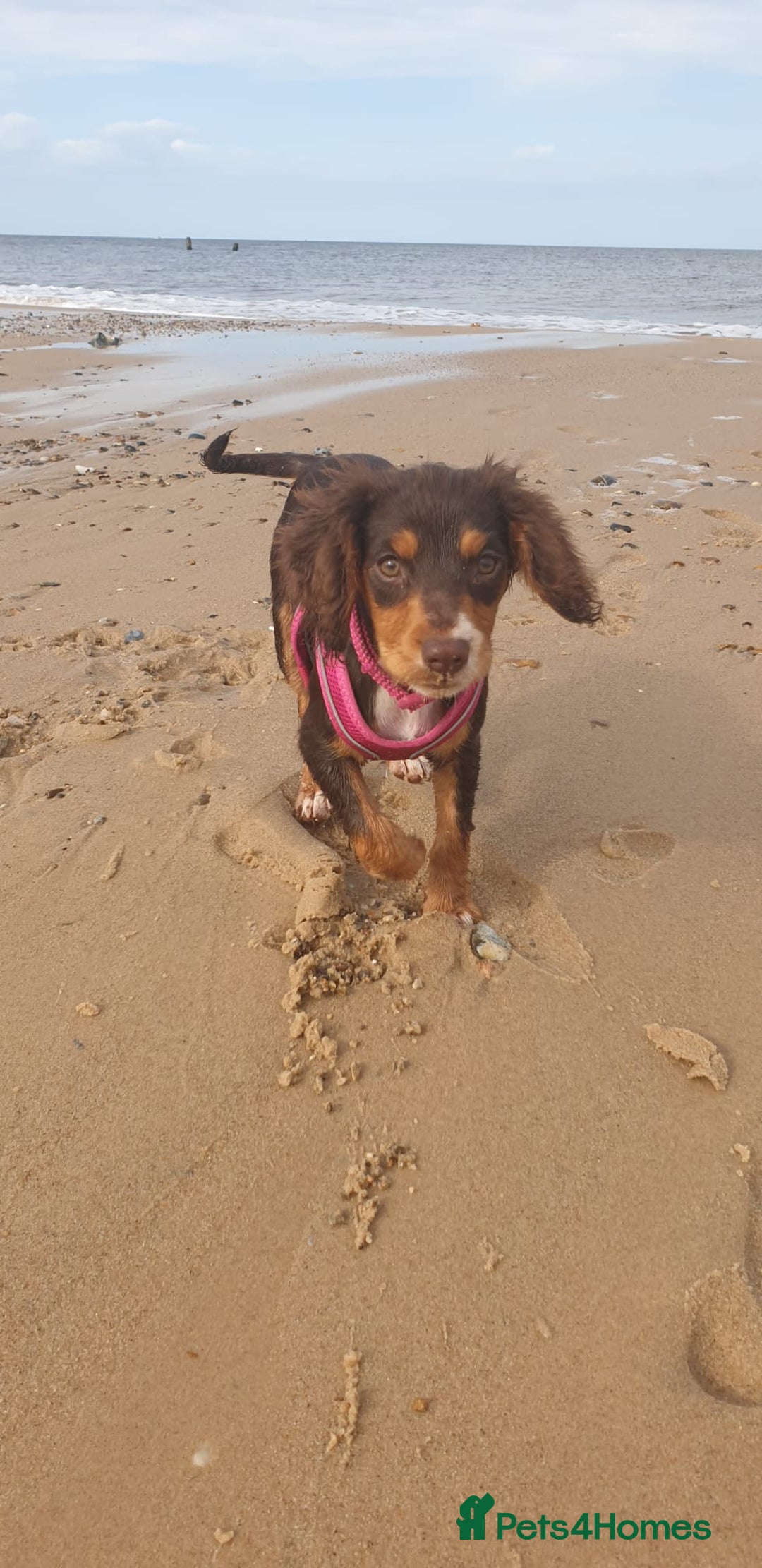 Cocker Spaniel dogs for sale: Two adult spaniels - Image 12