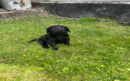 Springador dogs for sale: Springador Puppies - Image 17