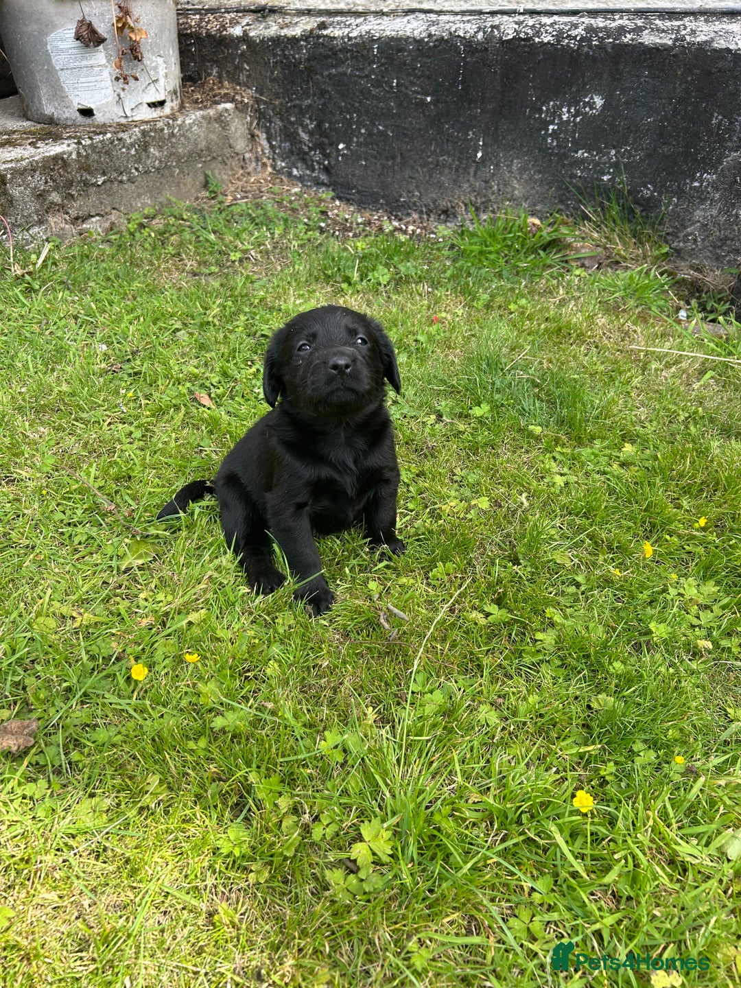 Springador dogs for sale: Springador Puppies - Image 17