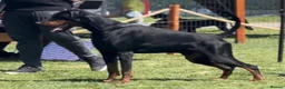Dobermann dogs for stud: Working Doberman for Stud - Health Tested & Titled in Tonbridge - Advert 3