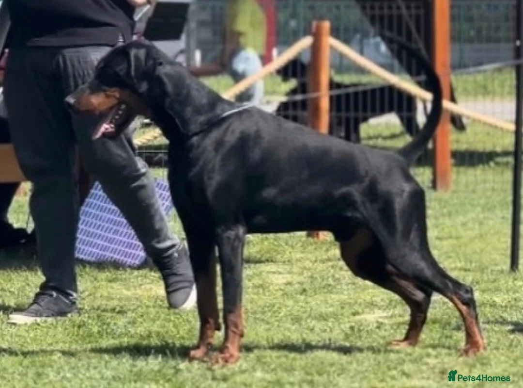 Dobermann dogs for stud: Working Doberman for Stud - Health Tested & Titled in Tonbridge - Advert 3