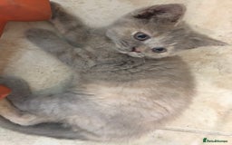British Shorthair cats for sale: Stunning fluffy kittens  - Image 34