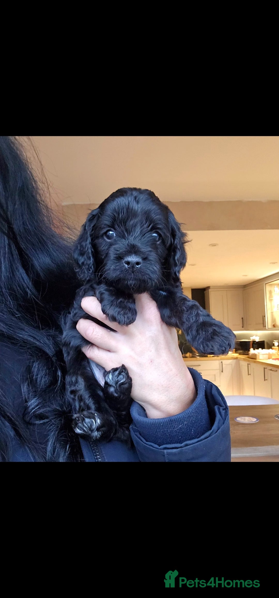 Toy Poodle dogs for stud: Toy poodle stud boy  in Blackburn - Advert 34