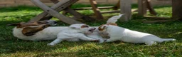 Jack Russell dogs for sale: Jack Russel puppies in Hull - Advert 10
