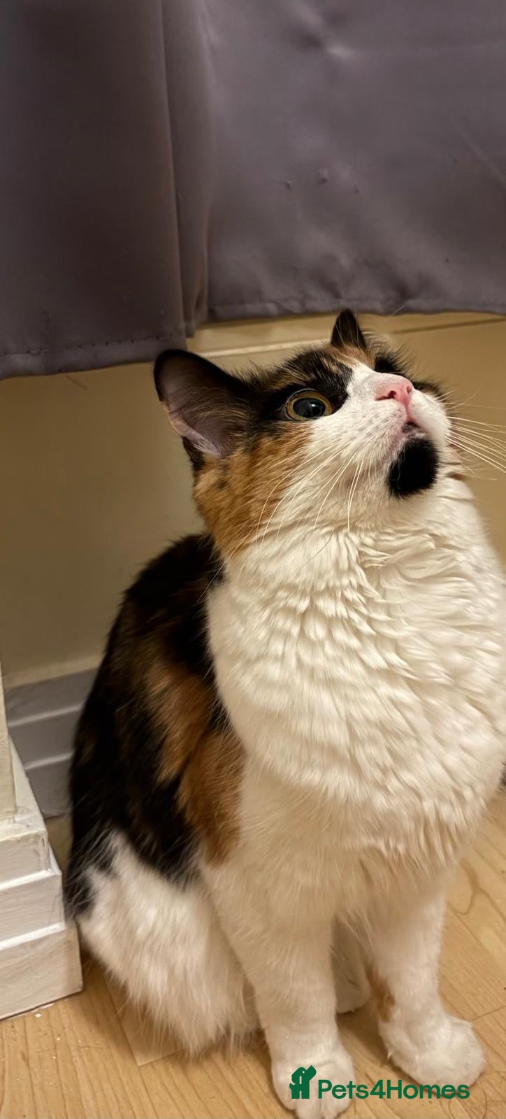 Mixed Breed cats Beautiful 9-Month Calico Female + Full Starter Kit - Advert 3