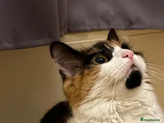 Mixed Breed cats Beautiful 9-Month Calico Female + Full Starter Kit - Advert 3