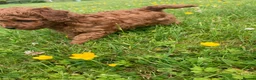 Toy Poodle dogs for sale: TOY POODLE PUPPIES  in Omagh - Advert 10