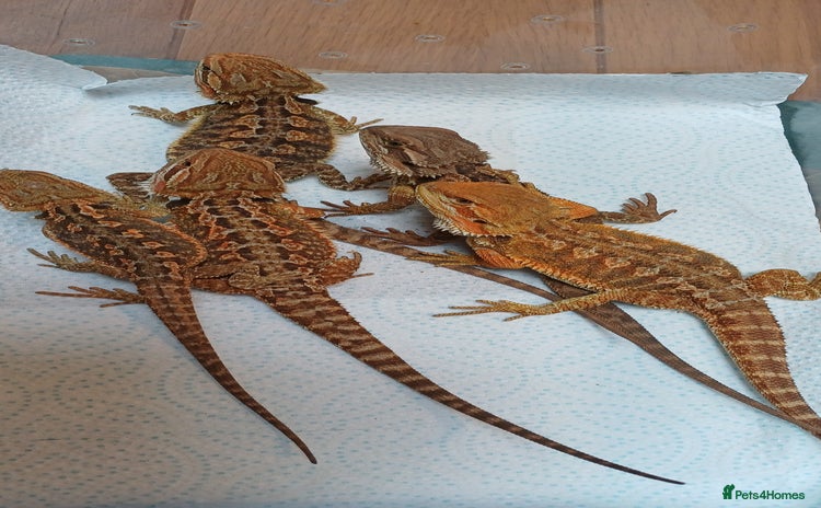 Bearded Dragon reptiles - Advert 13