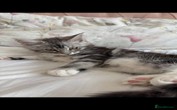 Maine Coon cats for sale: Maine Coon Kitten - Male - Image 3