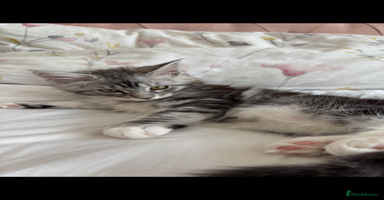 Maine Coon cats - Advert 13