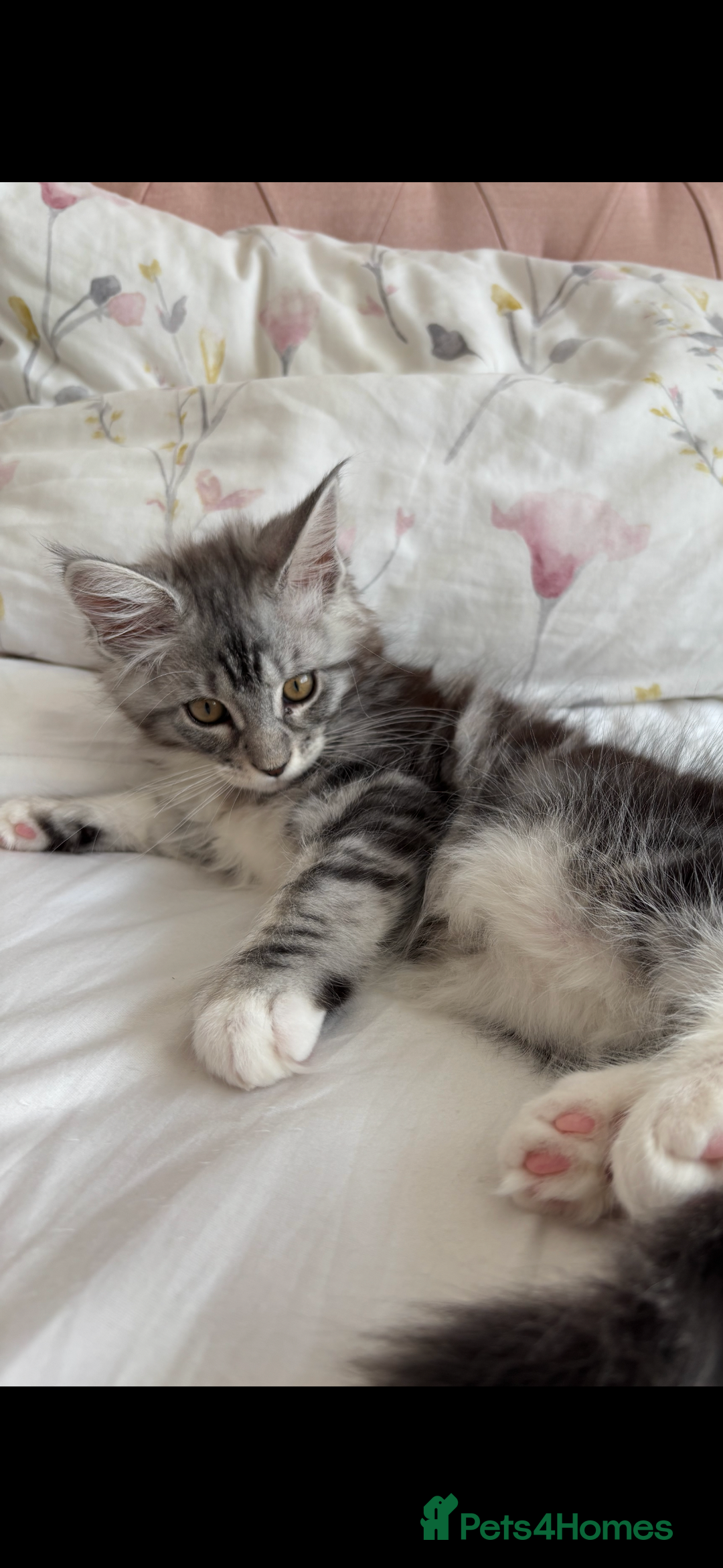 Maine Coon cats for sale: Maine Coon Kitten - Male - Image 3