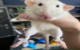 Rat rodents for sale: Female rats and cage for sale  - Image 5