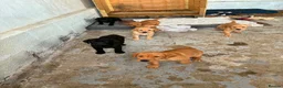 Labrador Retriever dogs for sale: Puppies  - Advert 8