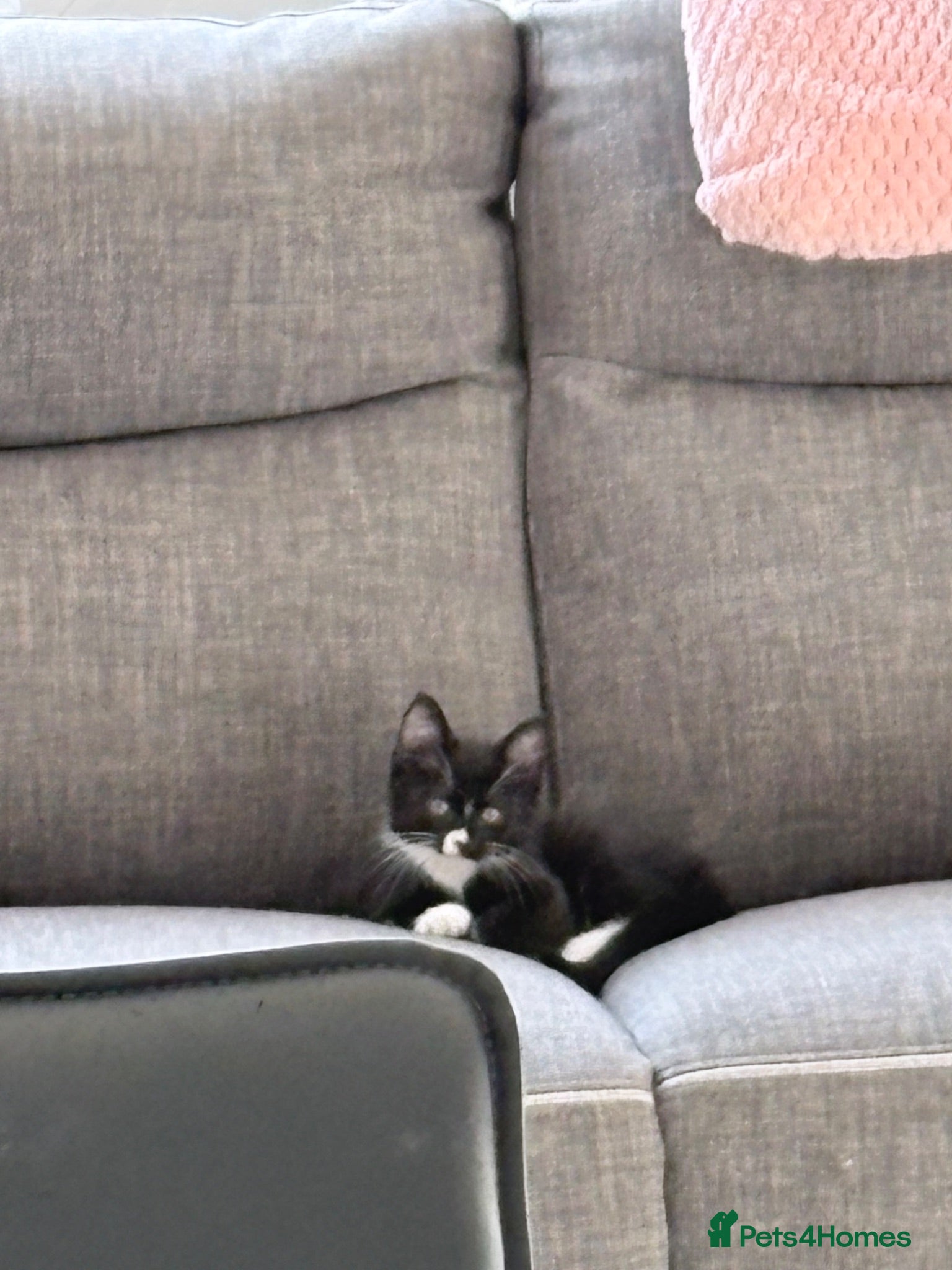 Mixed Breed cats 1 little boy looking for his forever home. - Advert 9