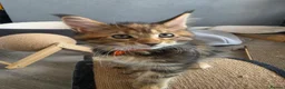 Maine Coon cats for sale: Beautiful purebred Main Coons kittens for sale  - Advert 11