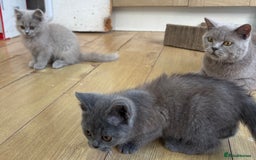 British Shorthair cats for sale: 5 stunning British blue shorthairs available  - Image 13