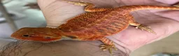 Bearded Dragon reptiles for sale: Red hypo trans Genetic Stripe Bearded Dragons - Advert 3