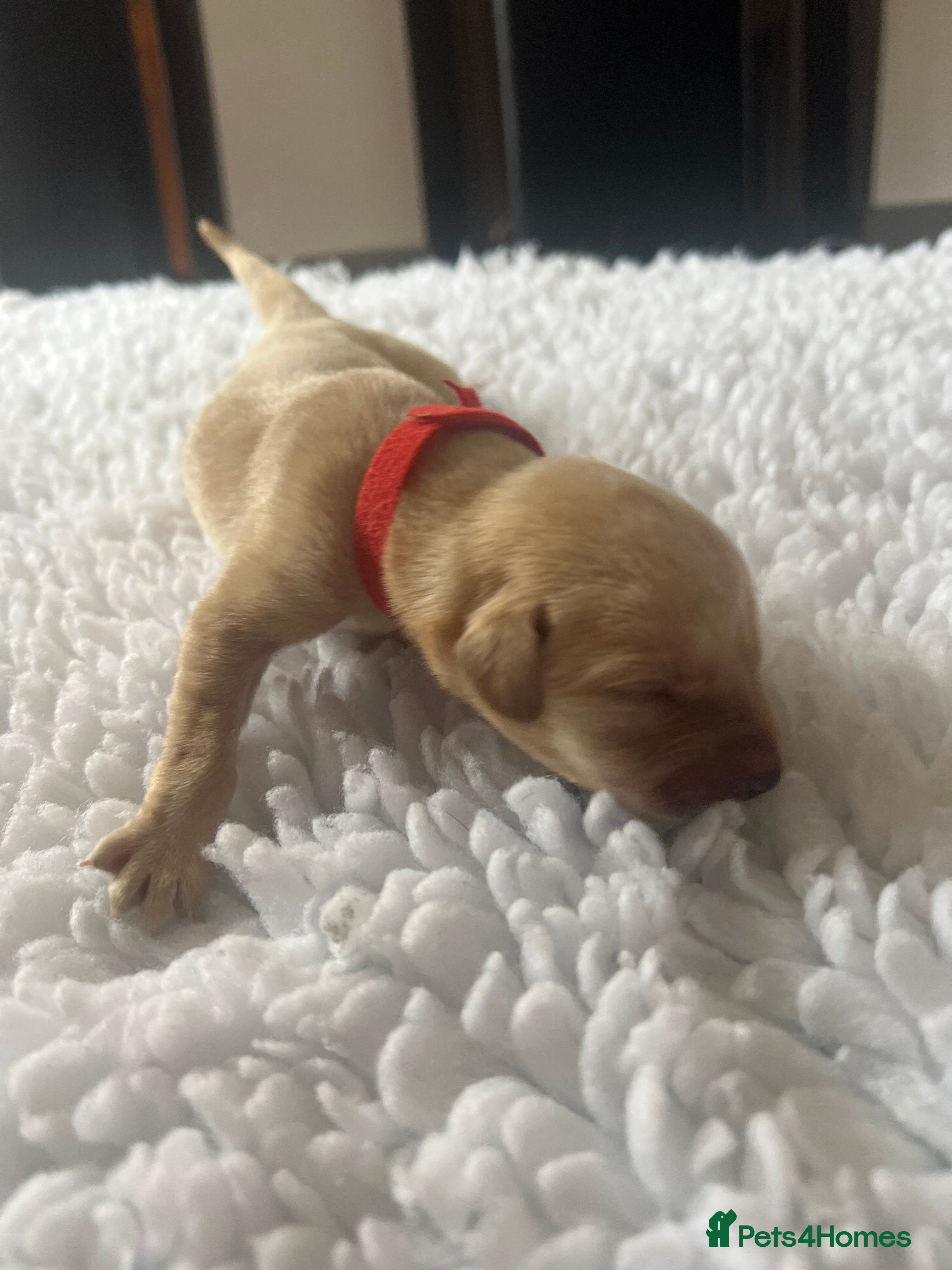 Labrador Retriever dogs Yellow & Fox Red Labrador Puppies - Advert 1