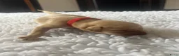 Labrador Retriever dogs for sale: Yellow & Fox Red Labrador Puppies - Advert 1