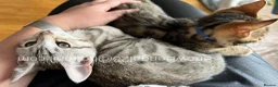 Bengal cats for sale: Snow Bengal 12 weeks GIRL kitten for sale  - Advert 9