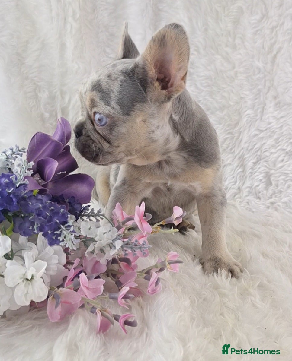 French Bulldog dogs Top Quality French Bulldog Puppies  - Advert 2