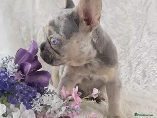 French Bulldog dogs Top Quality French Bulldog Puppies - Advert 11
