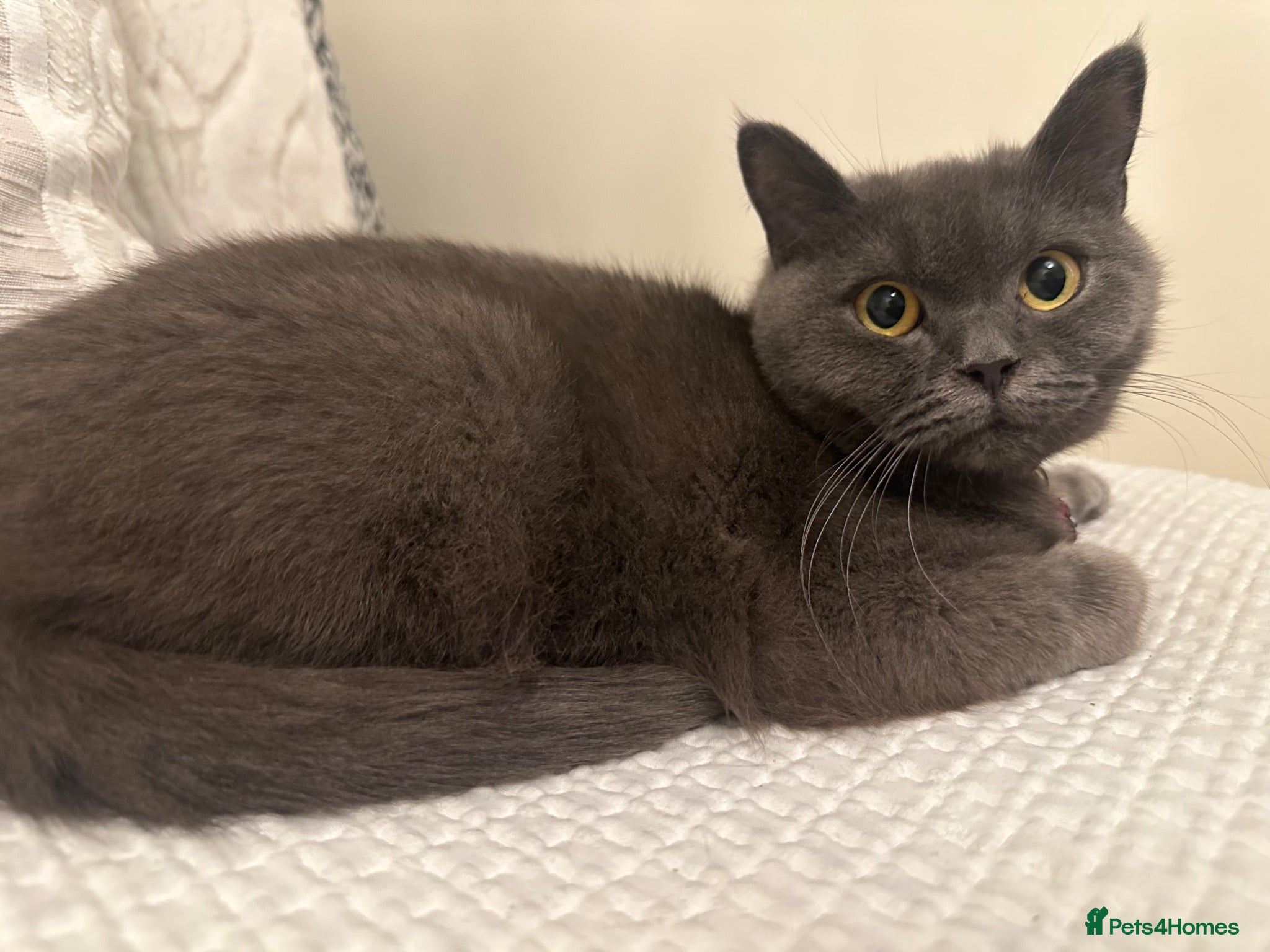 British Shorthair cats Mila 2yr old British blue shorthair  - Advert 1