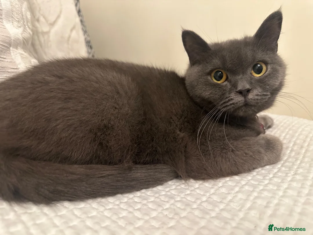 British Shorthair cats for sale: Mila 2yr old British blue shorthair  - Advert 1