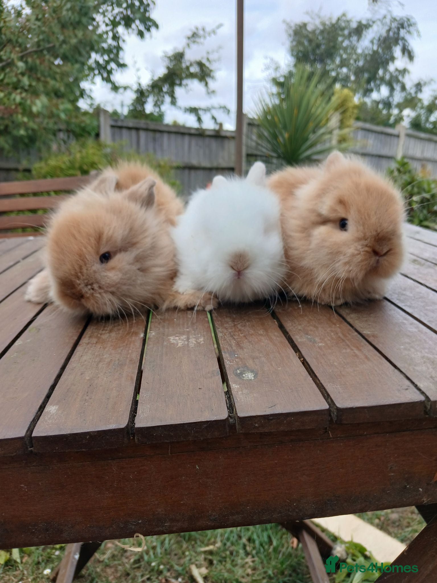 Lionhead rabbits Beautiful DM Lionheads  - Advert 4