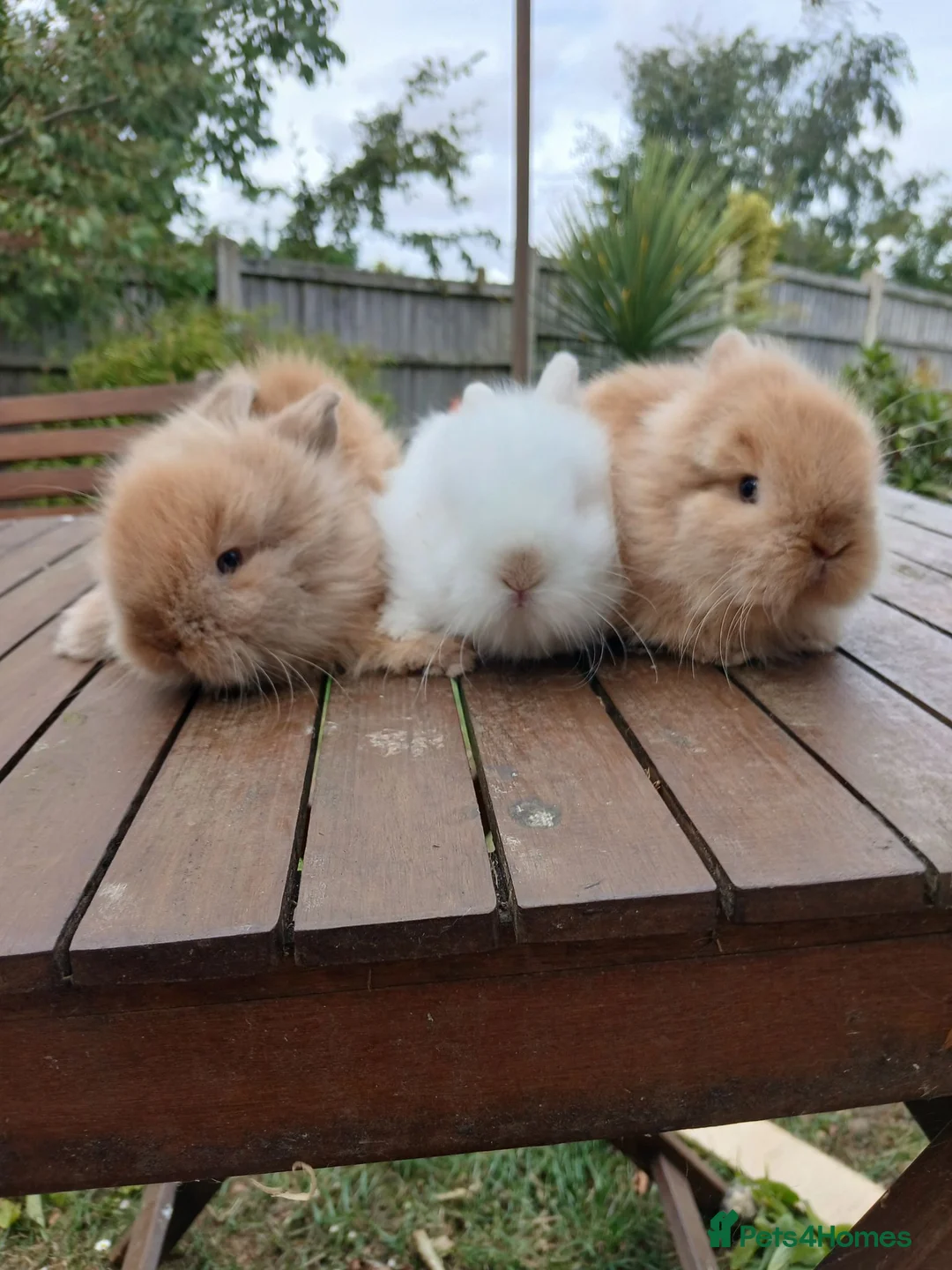 Lionhead rabbits for sale: Beautiful DM Lionheads  - Advert 1