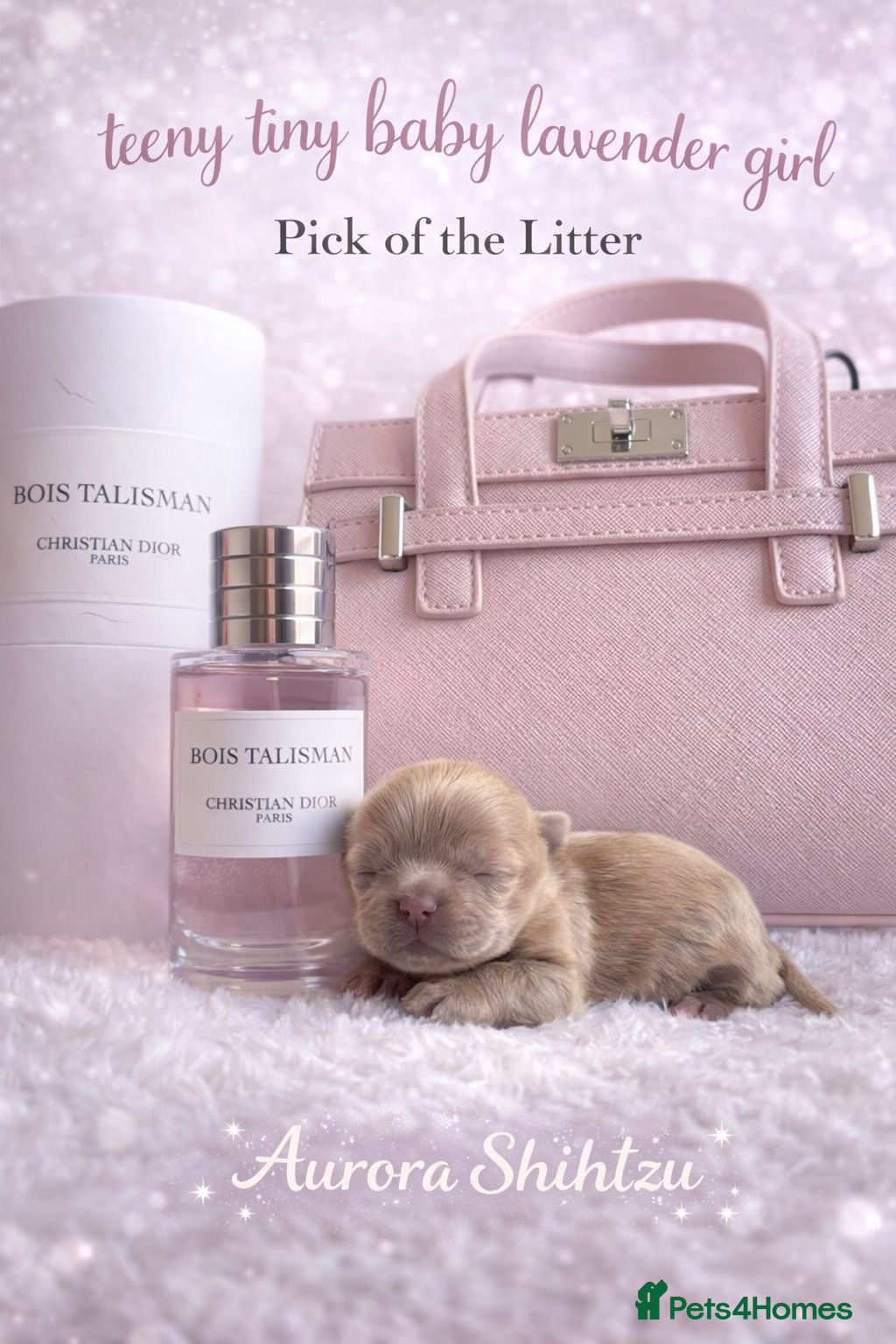 Shih Tzu dogs Exceptional KC Registered Health Tested - Advert 8