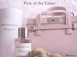 Shih Tzu dogs Exceptional KC Registered Health Tested - Advert 17