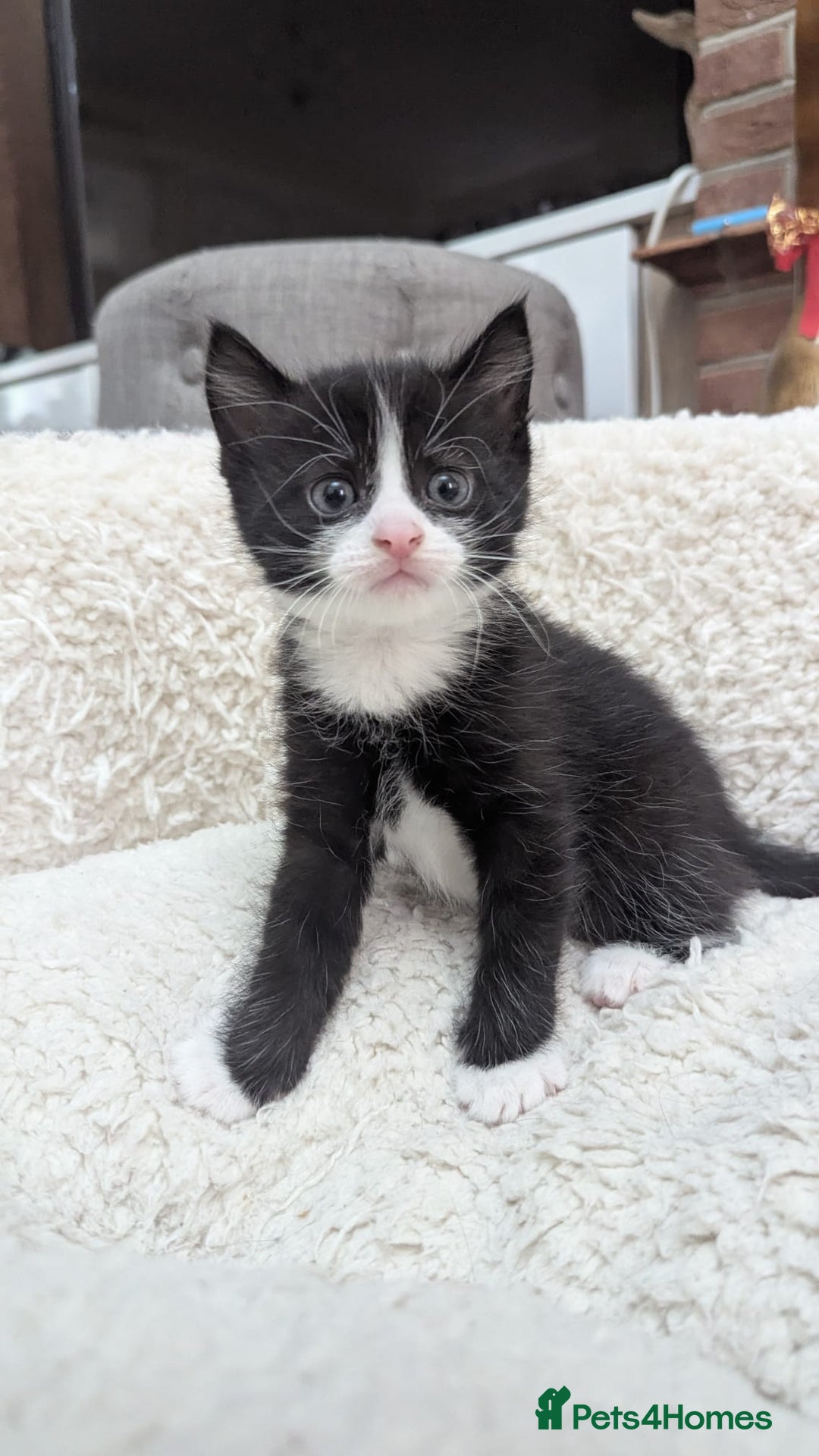 European cats for sale: 5 European shorthair kittens  - Image 12