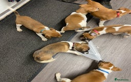 Plummer Terrier dogs for sale: Plummer terrier puppies for sale - Advert 4