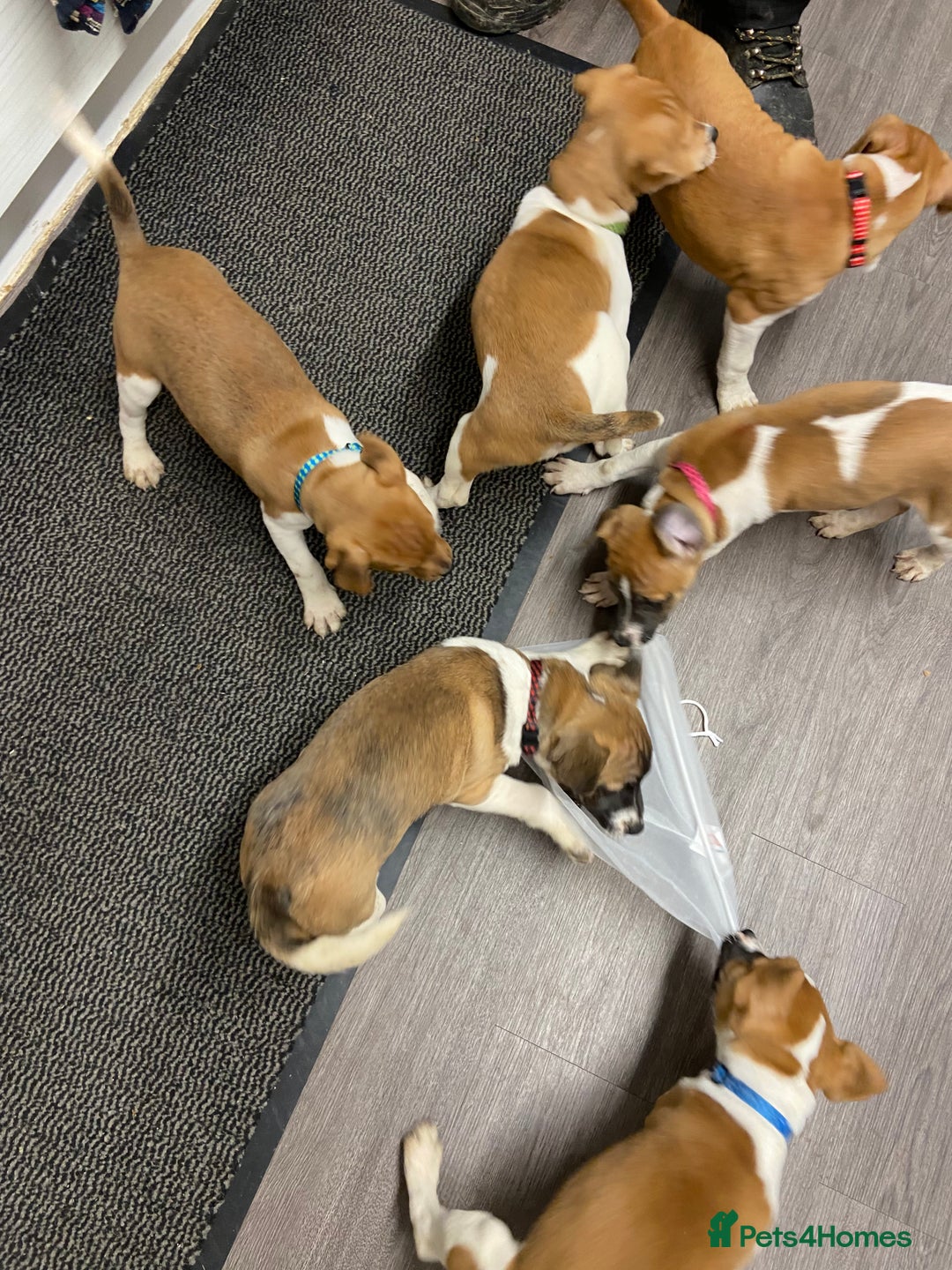 Plummer Terrier dogs for sale: Plummer terrier puppies for sale - Advert 4