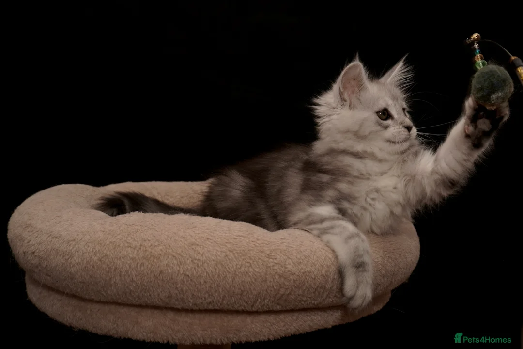Maine Coon cats for sale: Black Silver classic tabby Mainecoon kittens - Advert 14
