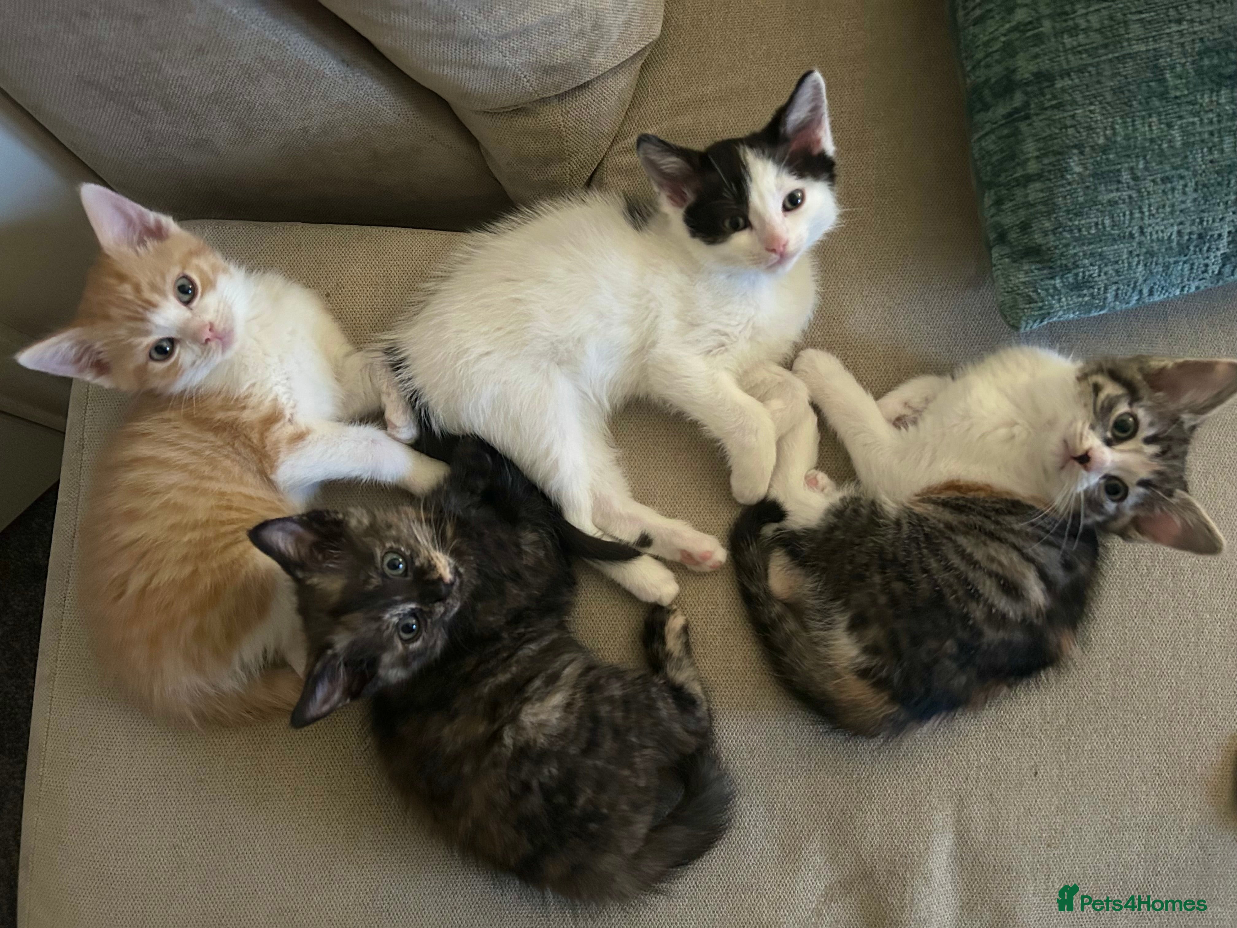 Ragdoll cats Ragdoll x Tabby Gorgeous Rare Coat Kittens - Advert 15