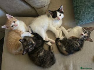 Ragdoll cats Ragdoll x Tabby Gorgeous Rare Coat Kittens - Advert 15